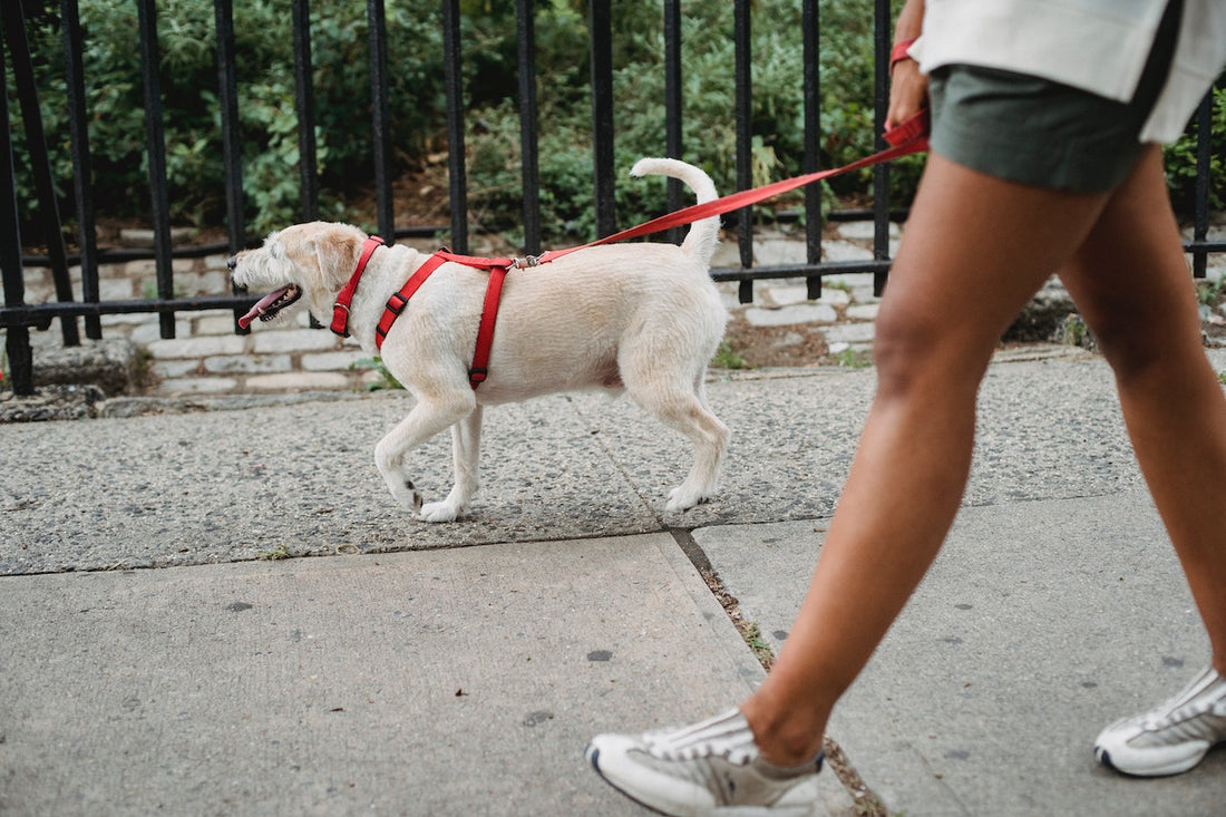 How to Train Your Dog To Walk on a Leash